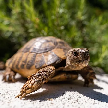 Studio Lapad 아파트